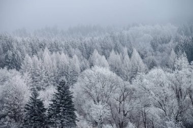 Donmuş bir gölün üzerinde kış sabahı yumuşak güneş ışığıyla yıkanmış ve sakin bir karlı harikalar diyarı ile çevrili.