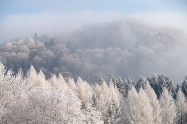Buzlu çam ağaçları, çıplak huş ağaçları ve kar tozuyla kaplı akçaağaçlar huzur dolu beyaz kış manzarasında bir araya gelerek Noel 'in sükunetini anımsatıyorlar.