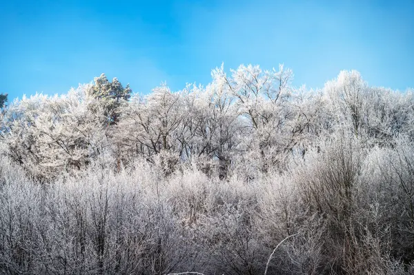 Tarlalarda ve ağaçlarda don olan büyülü beyaz bir Noel sabahı