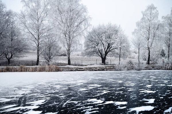 A white frozen pond shimmers in the gentle light of a frosty Christmas morning