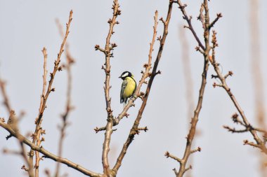 Great tit (Parus major) An adult male, a small bird with colorful feathers, sits on a tree branch and looks around.