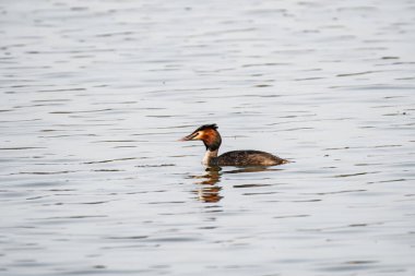 Büyük ibikli yunus (Podiceps kristali) - koyu tüylü büyük bir su kuşu. Kuş bir yaz günü gölette yüzüyor..