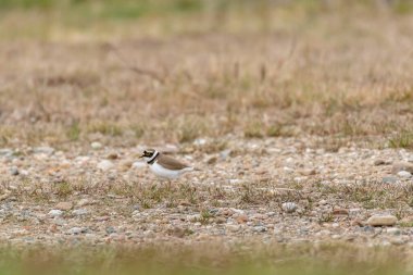 Küçük halkalı yağmurkuşu (Charadrius dubius), sarı kenarlı beyaz-kahverengi tüylü küçük bir kuş türüdür. Kuş göletin yanındaki kayalık sahilde yürüyor..