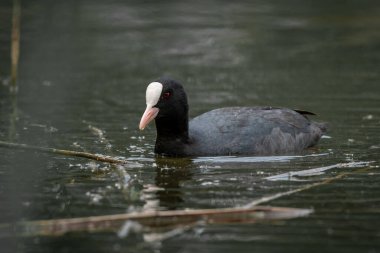 Avrasya yaban ördeği (Fulica atra) siyah tüylü orta büyüklükte bir su kuşu, kuş gölette yüzer..