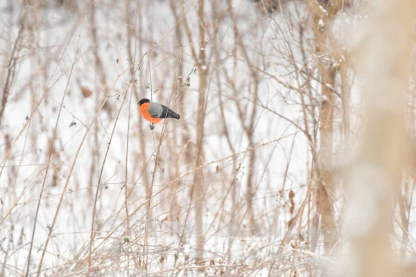 Bullfinches Pyrrhula Mały Ptak Pomarańczowym Brzuchem Siedzi Cienkiej Gałęzi Zimowy — Zdjęcie stockowe