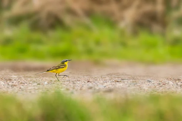 Pes Žlutý Motacilla Flava Malý Ptáček Žlutým Peřím Pták Kráčí — Stock fotografie