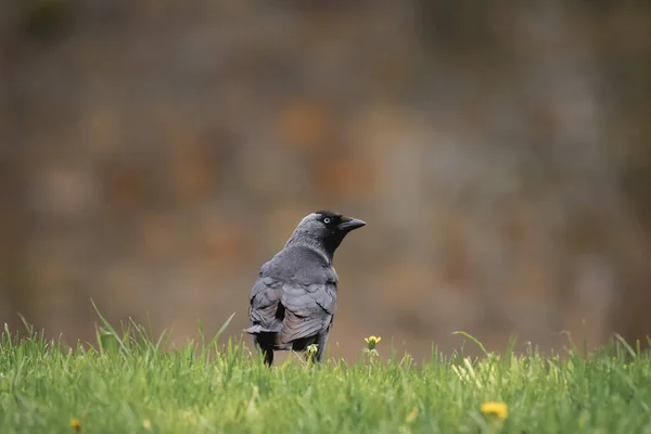 西头鸭 Corvus Monp Org 中等体型 有黑色羽毛和黑色喙的同类鸟类 那只鸟站在草地上 朝旁边看去 — 图库照片