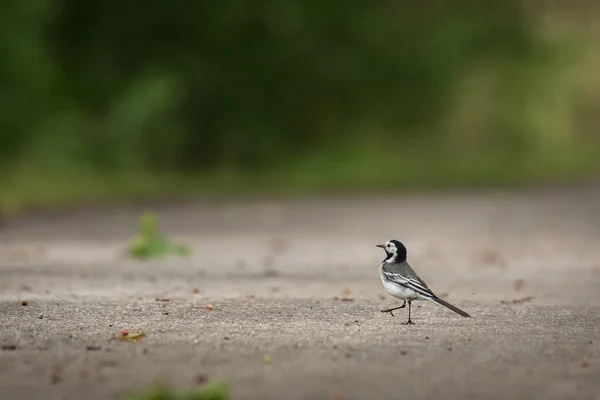 モタキージャ アルバ 日中地面を歩く灰色の羽を持つ小さな鳥である — ストック写真