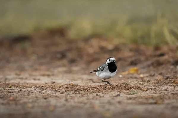 モタキージャ アルバ 日中地面を歩く灰色の羽を持つ小さな鳥である — ストック写真