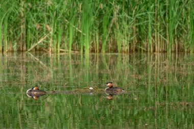 Büyük ibikli yunus (Podiceps kristali) - büyük bir su kuşu, bir çift kuş üreme mevsiminde yumurtlayan yumurtalara bakar. Göldeki yuvada erkek ve dişi..