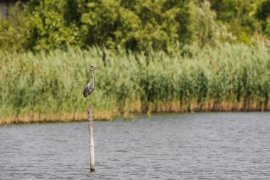 Beyaz leylek (Ciconia ciconia), gri tüylü büyük bir su kuşu, suyun dışında kalan bir dalın üzerinde durur. Güneşli bir günde kıyıda sazlıklar olan bir gölet..
