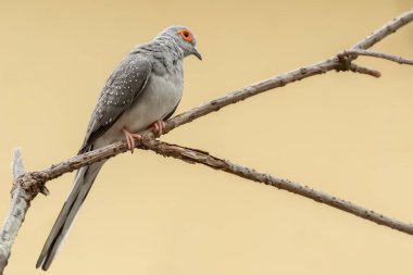 Elmas güvercini (Geopelia cuneata), papağangiller familyasından endemik Avustralya 'da yaşayan bir kuş türü. Kuş kuru bir dala oturur..