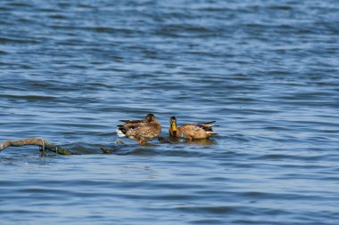 Mallard ördeği (Anas platyrhynchos) orta boylu, genç bir erkek, su kuşu. Kuş gölün kıyısında sudan çıkmış bir dalın üzerinde duruyor..