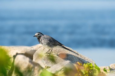 Beyaz kuyruklu (Motacilla alba), gri tüylü küçük bir kuş, gölün kıyısındaki bir kayanın üzerinde durur..