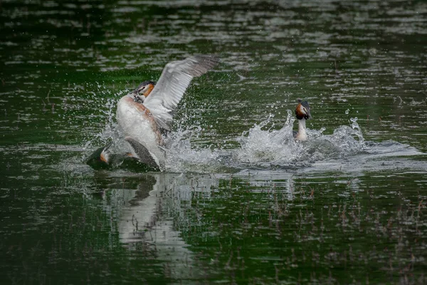 Haubentaucher Podiceps Cristatus Ist Ein Großer Wasservogel Männchen Kämpfen Während — Stockfoto