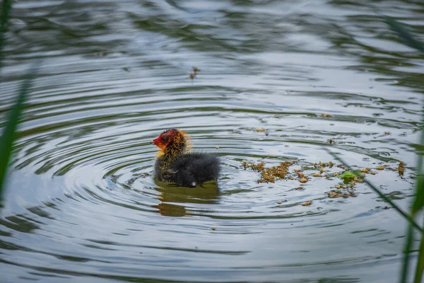 中くらいの大きさの水鳥のユーラシア クート フリカ アトラ の雛が 成鳥の近くの海岸近くの湖で泳いでいます 頭部に特徴的な赤と黄色の羽状複葉 — ストック写真