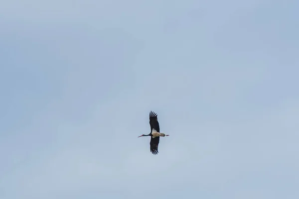 Svart Stork Ciconia Nigra Stor Fågel Med Svarta Fjädrar Med — Stockfoto