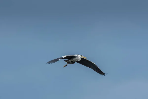 Graureiher Ardea Cinerea Großer Wasservogel Männchen Paarungsgewand Während Des Tagesfluges — Stockfoto