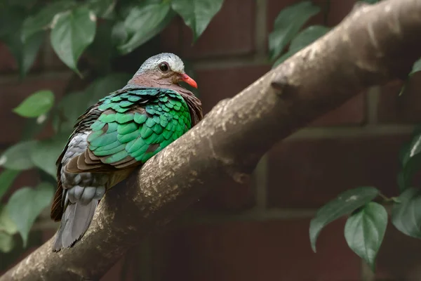 Common Emerald Dove Chalcophaps Indica Medium Sized Pigeon Bird Bird — Stock Photo, Image