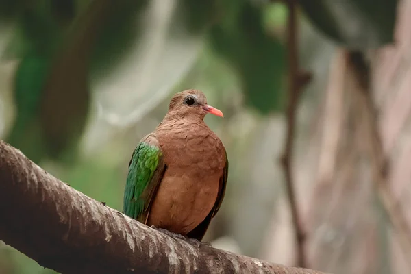 Vanlig Smaragdduva Chalcopand Indica Medelstor Duva Fågel Fågel Med Färgglada — Stockfoto