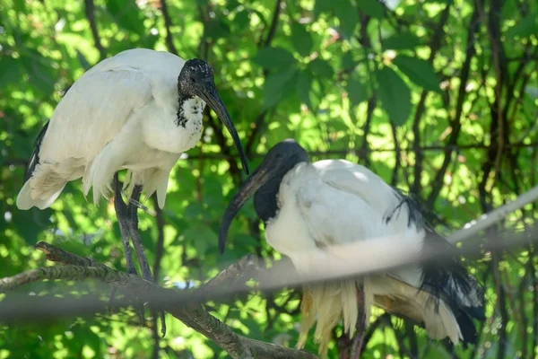 Ibis Threskiornithidae Duży Ptak Czarno Białym Upierzeniem Długim Czarnym Dziobem — Zdjęcie stockowe