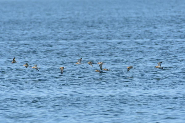 普通沙鱼 Actitis Hypoleucos 是一种中型候鸟 一群小鸟在离湖岸不远处的水面上低空飞行 — 图库照片