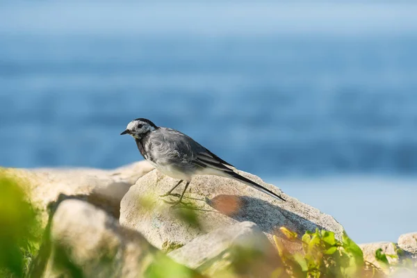 灰色の羽状複葉の小さな鳥である白いワグテール Motacilla Alba 湖の岸の岩の上に立っています — ストック写真