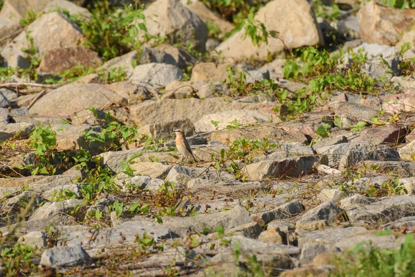 stock image Northern wheatear (Oenanthe oenanthe) female, a small colorful migratory bird. The bird stands on the rocky shore of the lake.