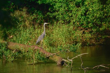 Gri tüylü ve uzun boyunlu büyük bir su kuşu (Ardea cinerea). Kuş, yeşil bitki örtüsünün arasında nehir kıyısındaki devrilmiş bir ağaçta duruyor..