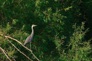Gri tüylü ve uzun boyunlu büyük bir su kuşu (Ardea cinerea). Kuş bir ağaç dalında duruyor ve yeşil dalların arasına bakıyor..