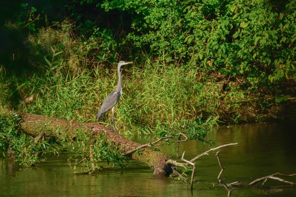 Czapla Szara Ardea Cinerea Duży Ptak Wodny Szarym Upierzeniem Długą — Zdjęcie stockowe