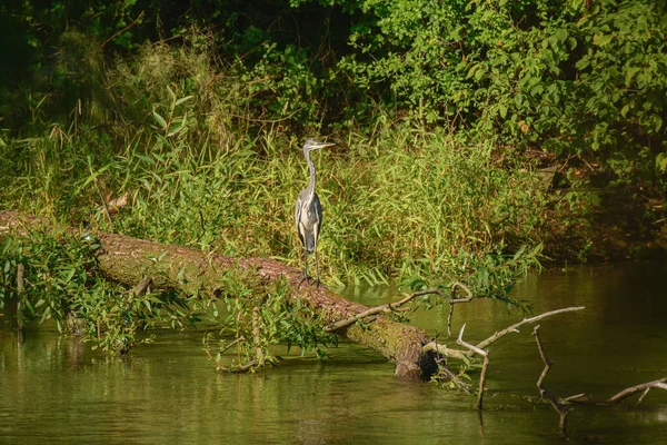 灰色のヘロン Ardea Cinerea 灰色の羽毛と長い首を持つ大きな水の鳥 鳥は緑の植生の間で川の岸に倒木の上に立っている — ストック写真