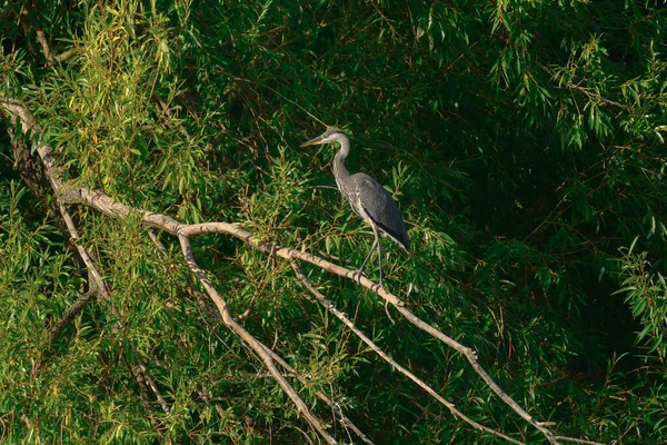 Gray Heron Ardea Cinerea Large Water Bird Gray Plumage Long — Stock Photo, Image