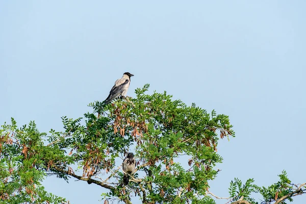 Kruk Corvus Corone Duży Ptak Szaro Czarnym Upierzeniem Ostrym Czarnym — Zdjęcie stockowe