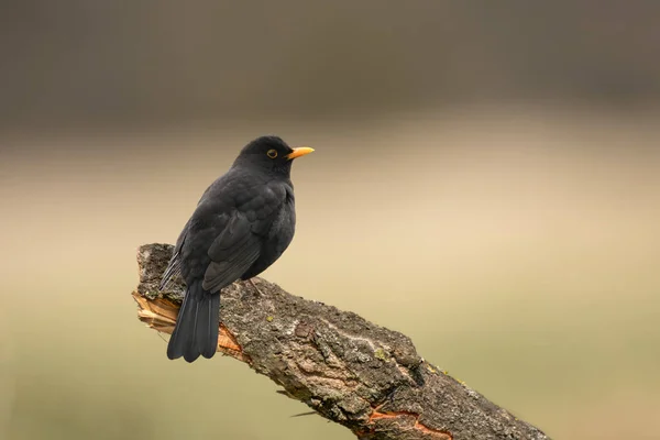 一种普通的黑鸟 Turdus Merula 成年雄性 有黑色的羽毛和黄色的喙 坐在树枝上 穿着夏衣的鸟 — 图库照片