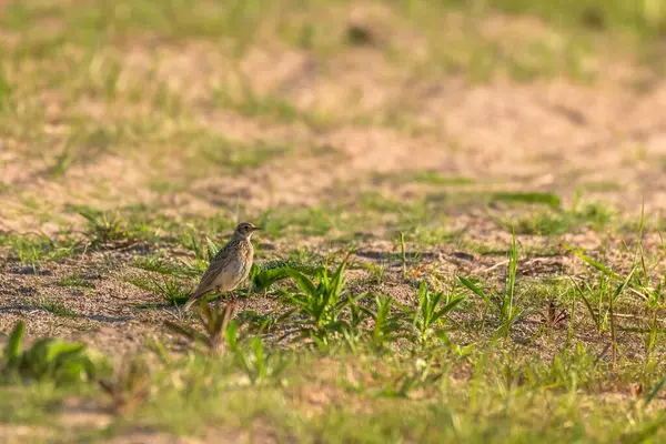 Eurazjatycka Skowronek Alauda Arvensis Mały Ptak Brązowym Upierzeniem Siedzi Ziemi — Zdjęcie stockowe
