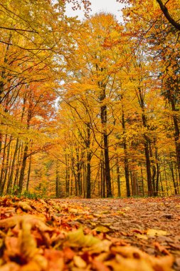 Yürüyüş yolunda altın sonbahar, yol kenarında renkli ağaçlar olan bir orman..