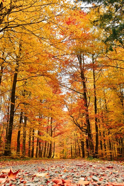 stock image Golden autumn on a hiking trail, a forest with colorful trees by the path.