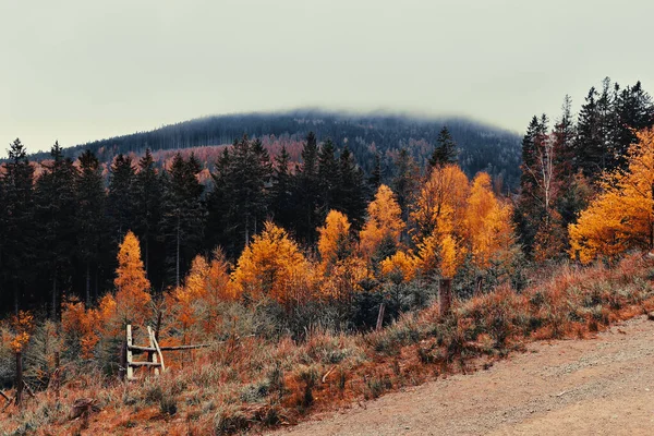 Herbstlandschaft Den Bergen Bunte Bäume Hang Blick Auf Einen Bewölkten — Stockfoto