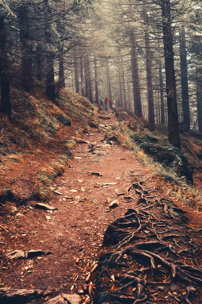 Kamienny Wąski Szlak Górski Licznymi Korzeniami Drzew Prowadzi Przez Las — Zdjęcie stockowe