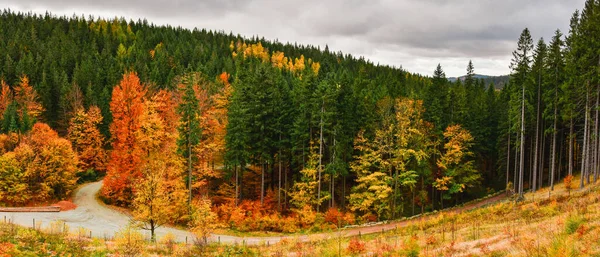 Arany Ősz Egy Túraútvonalon Egy Erdő Színes Fákkal Mellett — Stock Fotó