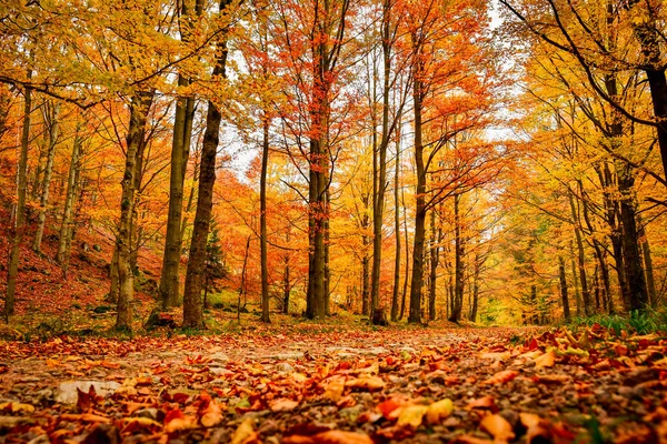 Goldener Herbst Auf Einem Wanderweg Ein Wald Mit Bunten Bäumen Stockbild