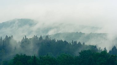 Dağ manzarası, dumanı tüten ormanlar. Bir yaz günü sağanak yağmurdan sonra ağaçların üzerinden su buharı yükselir..
