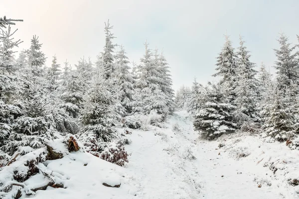 Winter Hiking Trail Goes Uphill Snow Covered Spruce Trees Cloudy — Stock Photo, Image