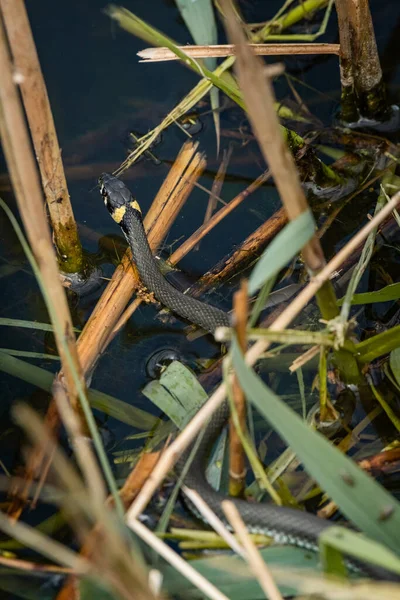 Wąż Trawiasty Natrix Natrix Gatunek Niejadowitego Węża Charakterystycznymi Żółtymi Plamami — Zdjęcie stockowe
