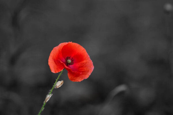 Papaver rhoeas, developed red flower on a green stem, summer sunny day.