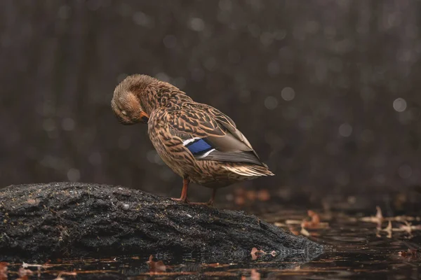 Mallard Eend Anas Platyrhynchos Vrouwtje Grote Watervogel Met Kleurrijk Verenkleed — Stockfoto