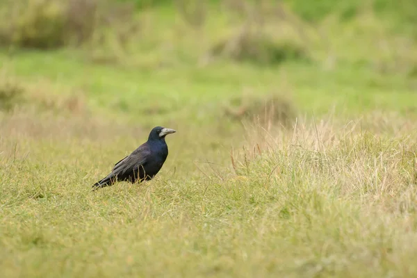 Roek Corvus Frugilegus Een Grote Zwarte Vogel Met Een Enorme — Stockfoto