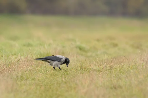 Carrión Cuervo Corvus Corone Gran Pájaro Con Plumaje Gris Negro —  Fotos de Stock