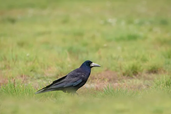 一只长着大嘴的黑色大鸟 栖息在草地上寻找食物 — 图库照片
